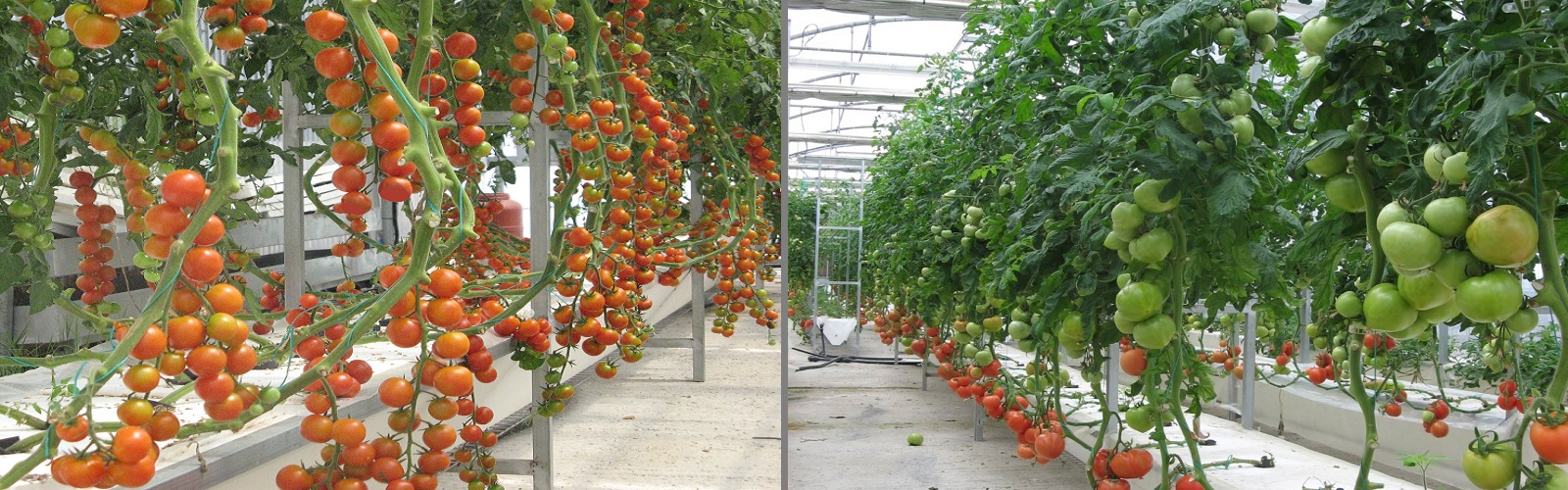 Aeroponics Tomatoes