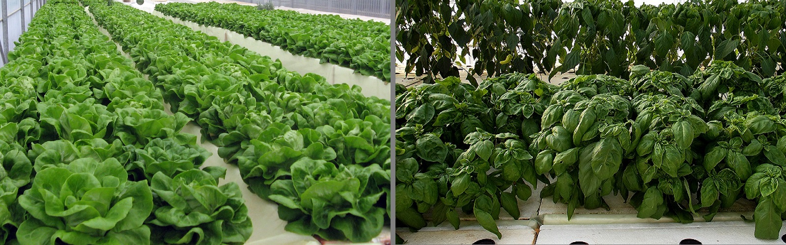 Aeroponics lettuce vasilikos