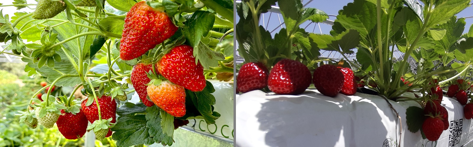 Aeroponics strawberries