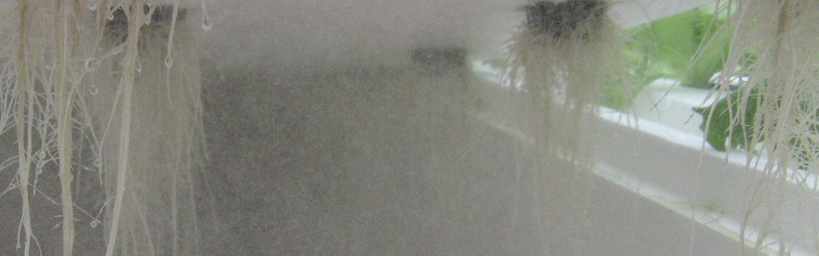 Limiting Water Needs