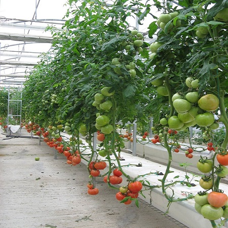 Αεροπονική Καλλιέργεια - Ντομάτες