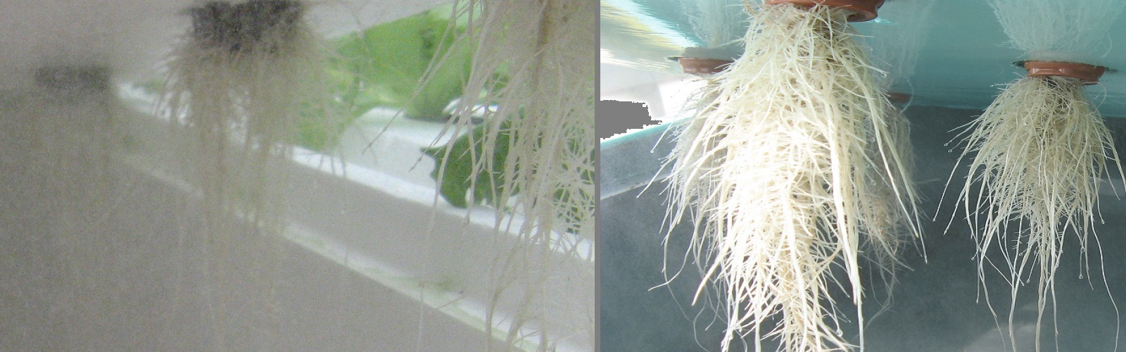 Aeroponics Roots